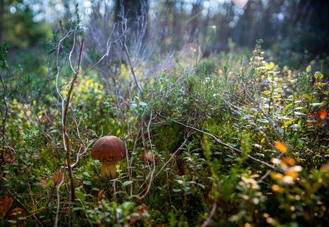 Metsää kuvattuna maan tasalta, etualalla yksi sieni.