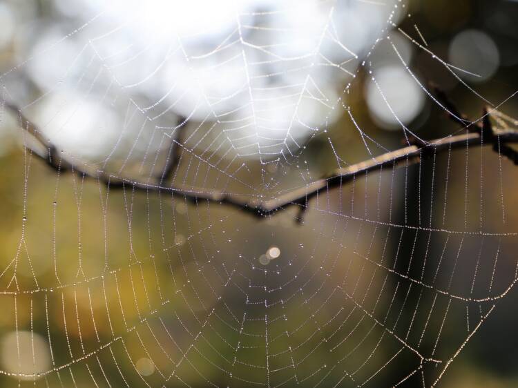 Etualalla hämähäkin seittiä, jossa kastetta, taustalla puun oksa.