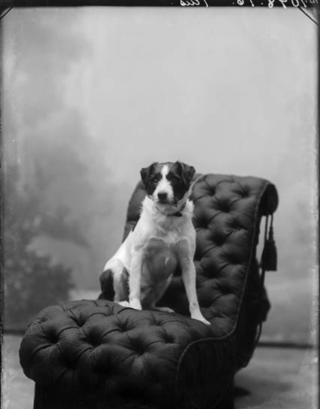 Mustavalkoinen kuva, jossa koira ateljeetuolissa.